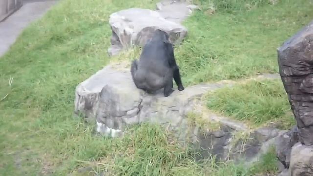 Gorilla taking a dump
