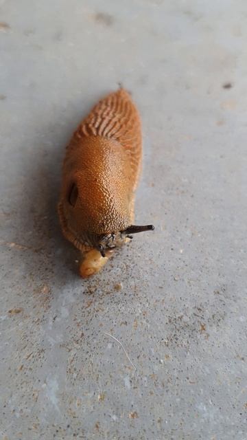 🐌 #slug #eats #larva #slugs #snail #snails #nature #animals #garden #eating #garden #slurm #slime