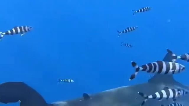 horrro shark & wolf mix sound