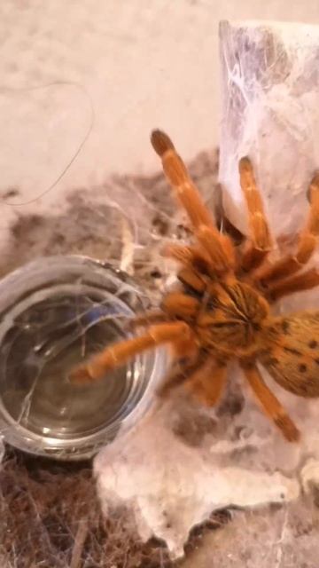 Big orange #tarantula eating #shorts #funny