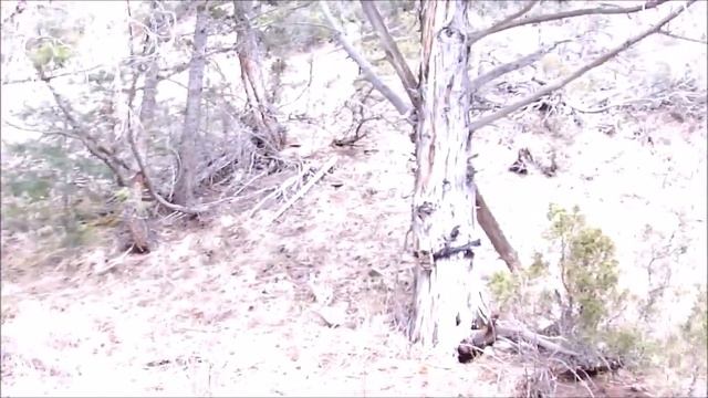 Sasquatch Canyon Game Cam 5 captured images.