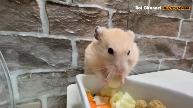 いつも通りの食事で突然フリーズするハムスター【日常行動観察】キンクマハムスター