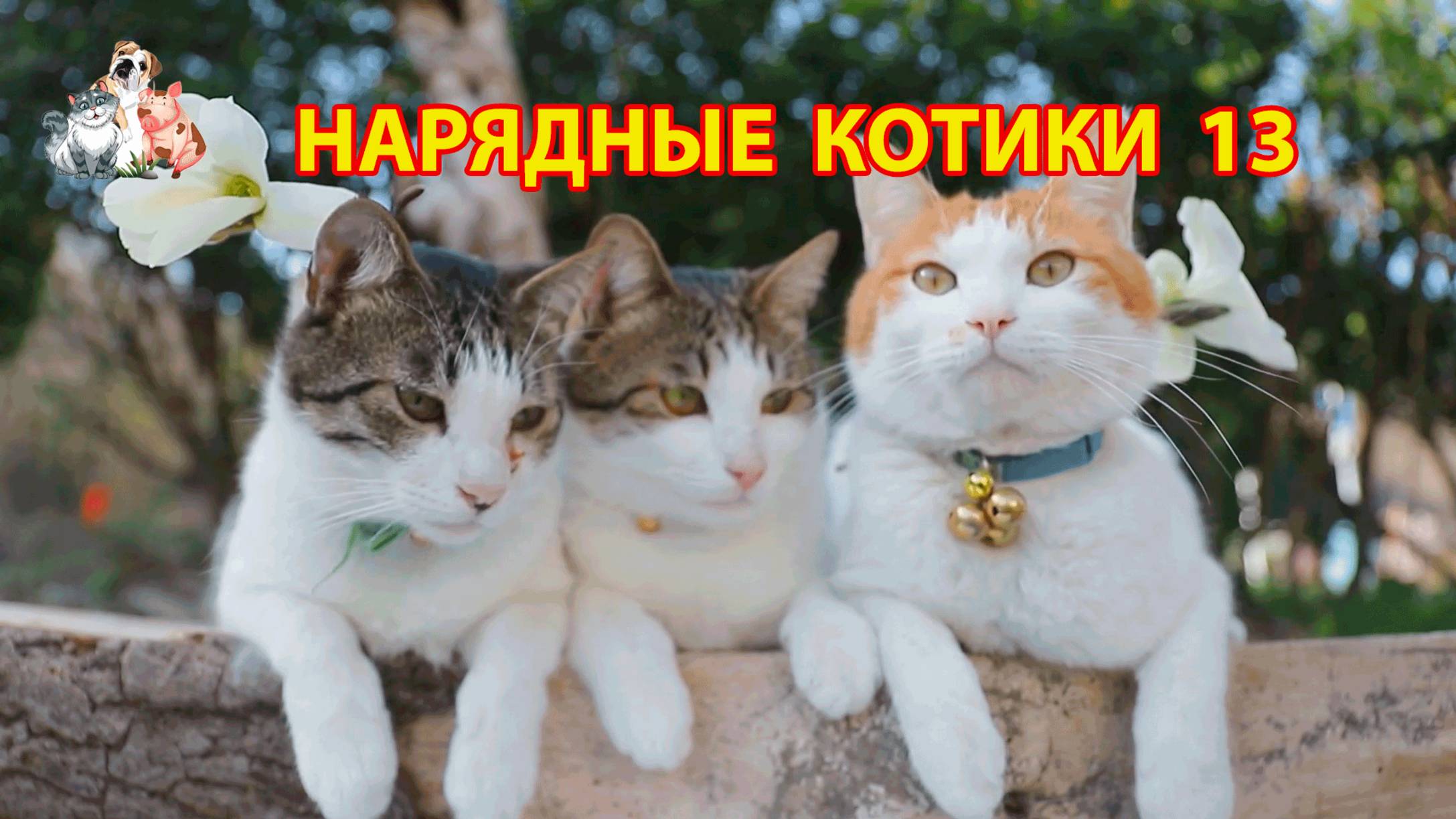 Нарядные Котики расслабляются на солнышке 🌞 🐈🐈⬛🐈 (13)