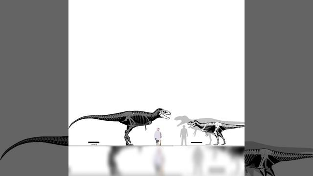 Bistahieversor And Neovenator Size Comparison