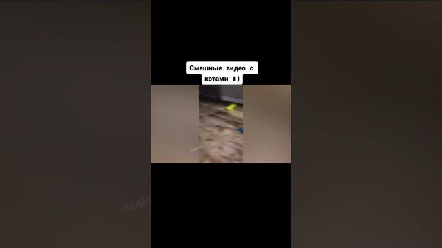 лучшие приколы с животными