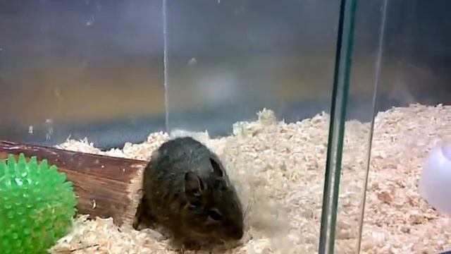 degu jumping