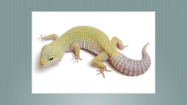 Leopard Gecko Morphs!