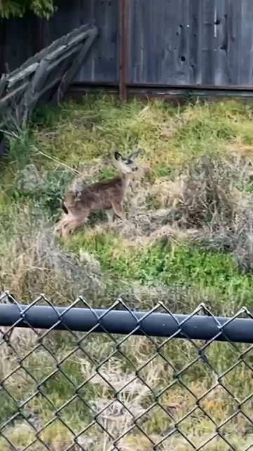 When your cute, funny dog sees a deer￼: #cutecats #funny
