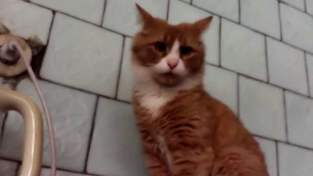 Моя кошка 2