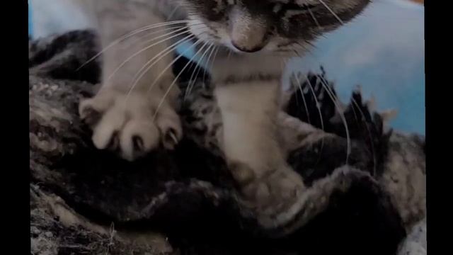 РОТВЕЙЛЕР ДЮША, КОШКА НЮСЬКА И БЕЛОЧКИ