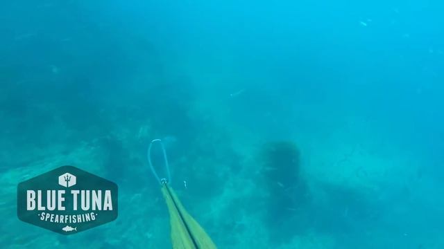 Inverted Roller 145 Shooting Barracuda