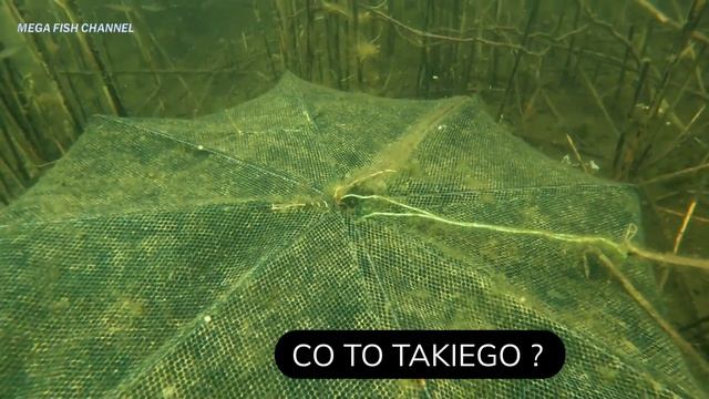 Lin, szczupak i coś jeszcze. Ryby jeziorowe w naturalnym środowisku.