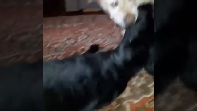 Кусаки-играки