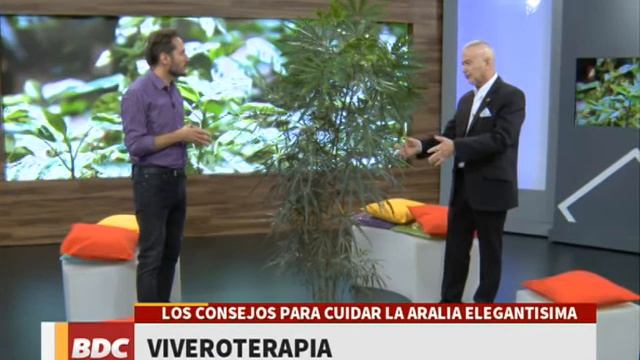 ARALIA ELEGANTÍSIMA EN BIEN DE CÓRDOBA (BDC)