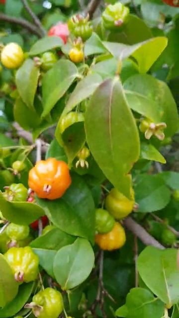 🍒Cherry Season Starts🍒 Bermuda. 🍒Cherry Bush. Red/ Green/Gold/ Orange/ Yellow Cherries🍒