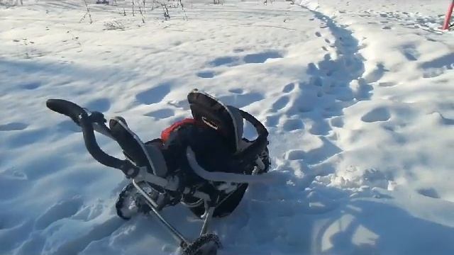 погуляли...и домой) ( яванские макаки Семён и Маруся)