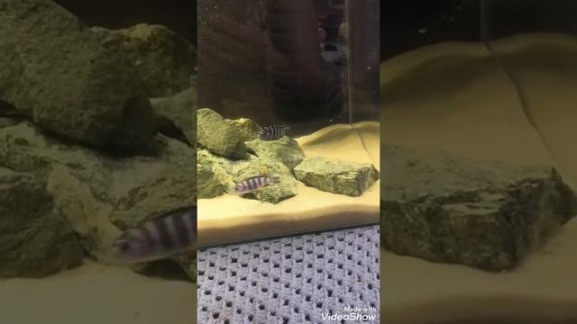 заигрывание самца Демасони с самочкой