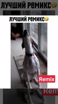 лучший ремикс от наших домашних животных