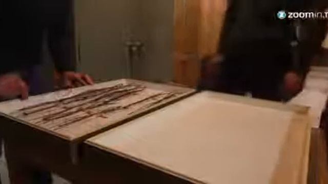 Pesquisadores descobrem o segundo maior inseto do mundo