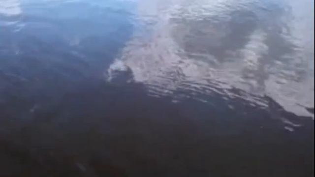 Поимка крупных сомов
