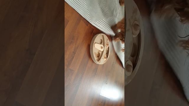 Интелегентная  игрушка  для Евы,,,,, ищем лакомки!
