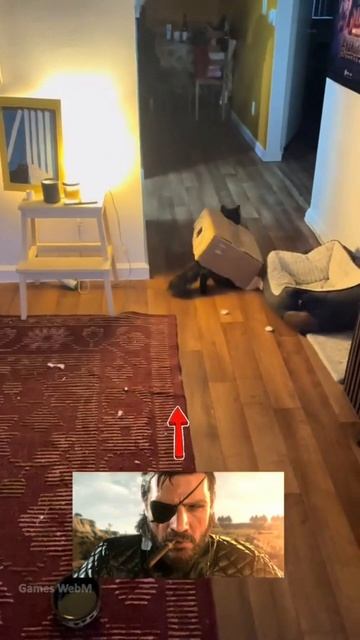scene_output.mp4
