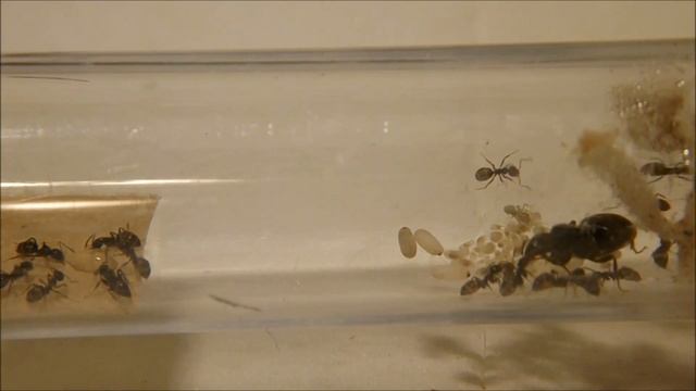 Lasius niger - 01 - Introduction