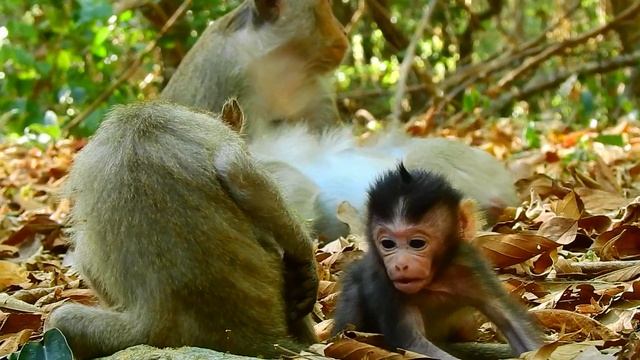 3 beautiful babies of Ava monkey  is newborn Allie, Alex & Aliza. They are great & lovely family.