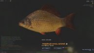 Fisher Online. Беларусь-Дукора. ТРОФЕЙНЫЙ КАРАСЬ ЗОЛОТОЙ.