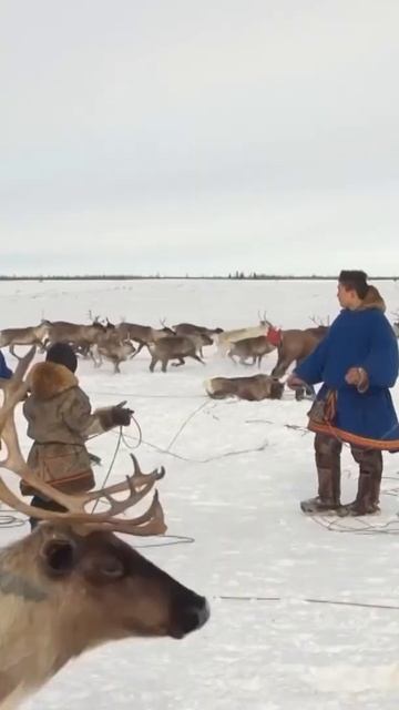 🤔 Почему в оленеводстве низкая конкуренция #shorts