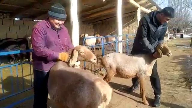 Гиссарские,Арашанские бараны Тилек байке Жети-Огуз, т: 0700 735 139