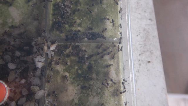 Lasius emarginatus #15 : C'est le printemps !