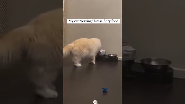 умеют когда надо