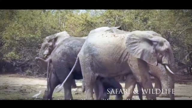 First West African Safari Lodge, Mole National Park - Ghana.