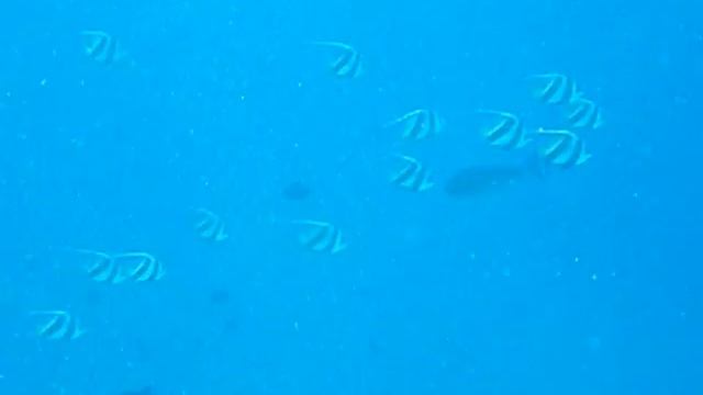 Snorkelling at Maldives Part4