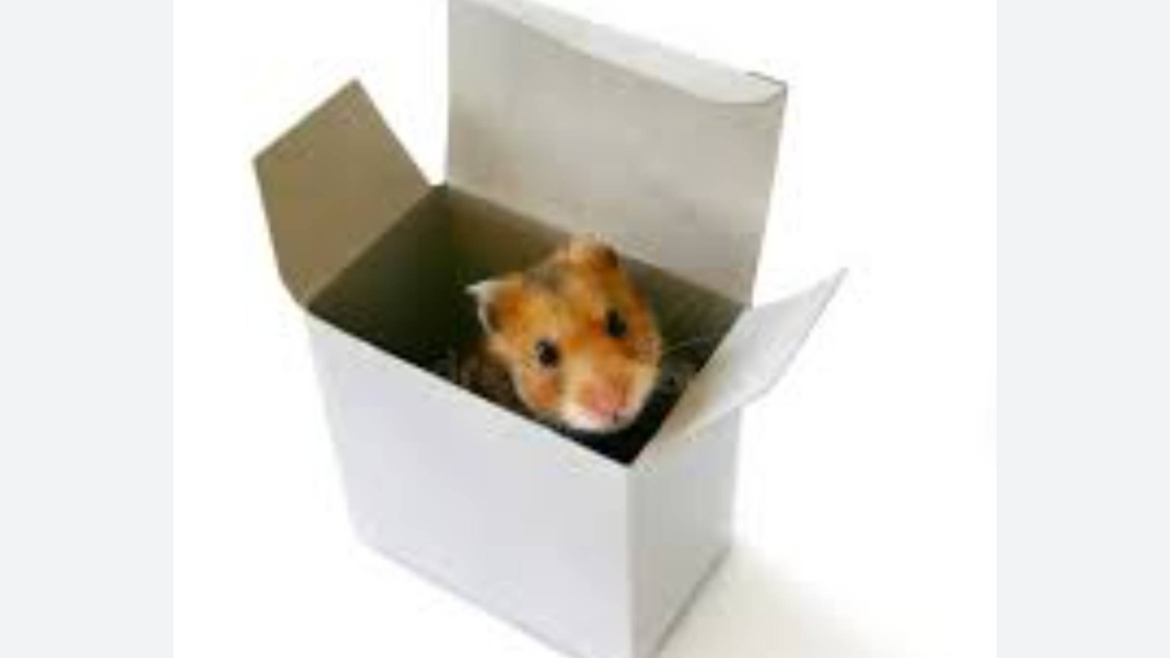 Как сделать крыску на коробочку для щепок 🐭🐭🐭🐭