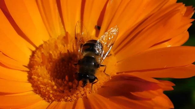 Pestřenka trubcová (Eristalis tenax)
