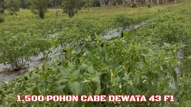 cabai dewata 43 f1 1.500 pohon