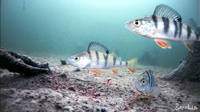 Как ловить окуня на мормышку?
