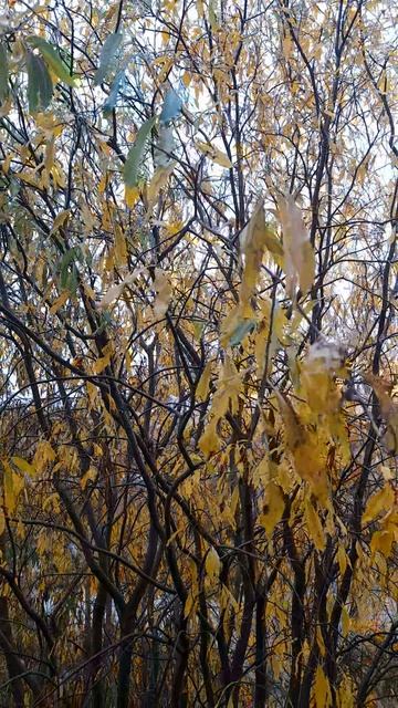 Осень 🍁 #Север