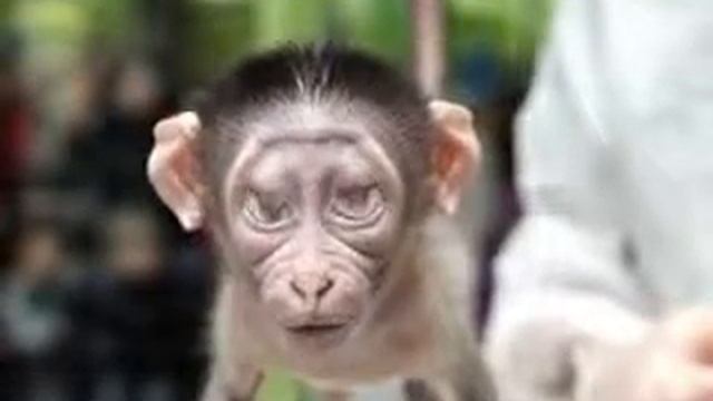 Macaquinho feliz.