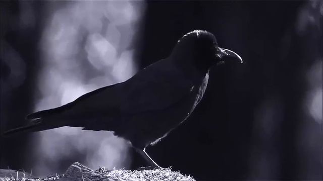 Видео фон для сайта Ворон e06f6236 9315 42f2 ab92 6a02512e5e9b