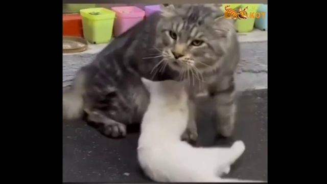 забавные котики - щас кому то, почему то и за что то
