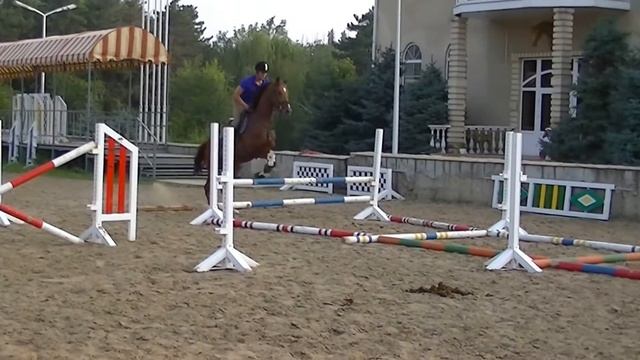 ((Сергей Степурин)))Дельфин 5 лет жеребец гимнастический упражнения