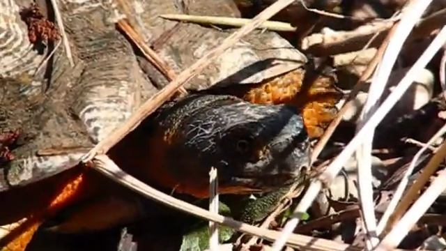 A Wood Turtle (Glyptemys insculpta) clambers through the undergrowth...