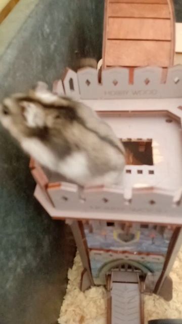 хомяк хома на башне🐹