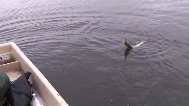 Finland autumn 2018 Fly Pike