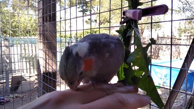 Почесухи🐦😀