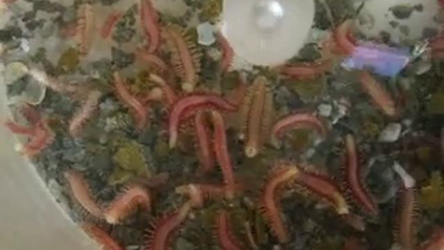 Methane Worms