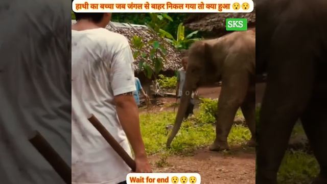 elephant ka baby jab gav me pahuch gya to kya hua😯😯 #elephantsstory#jungalstory#ytshorts#sanukeshow